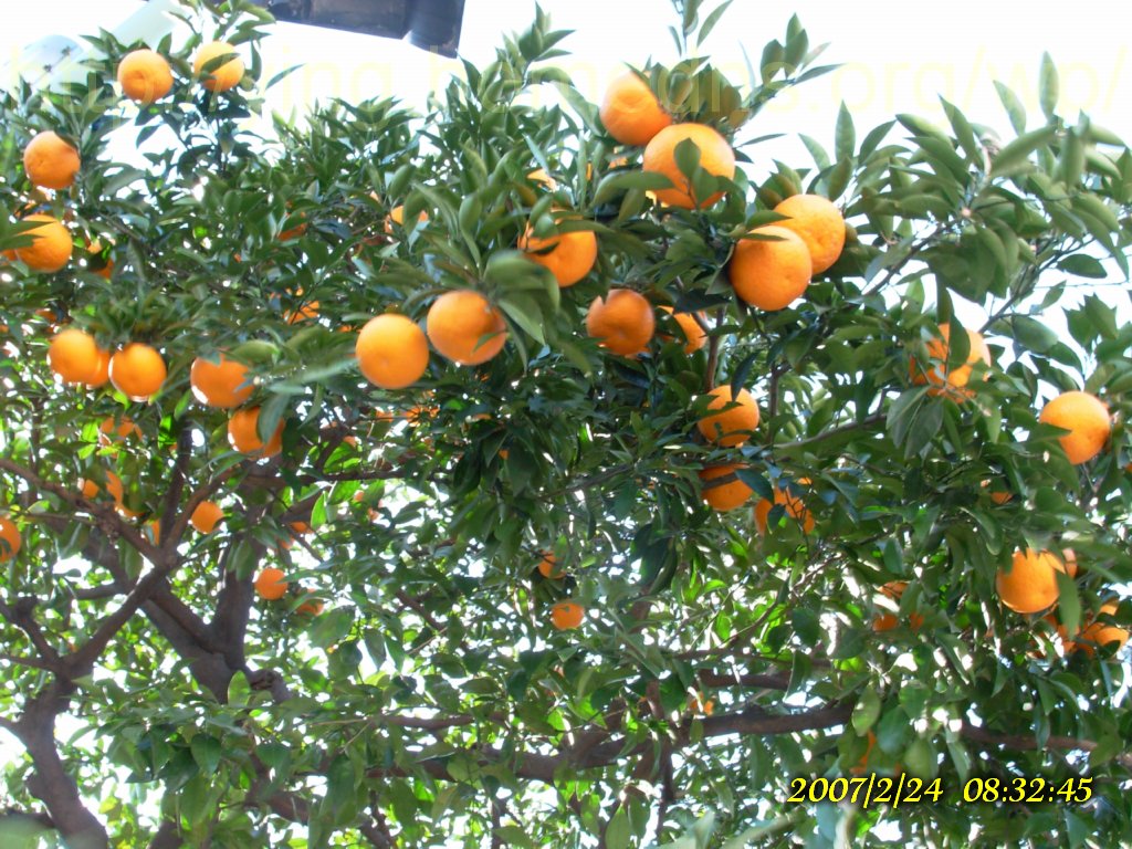 淺草觀音寺前的橘子樹，結了滿滿的果子，真美阿！