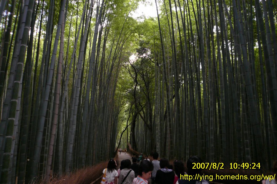 嵐山站外美麗的竹林
