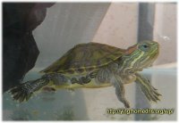 巴西龜--小綠