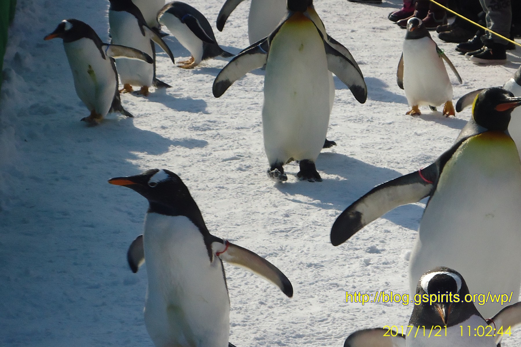 尼克斯海洋公園企鵝排隊逛大街