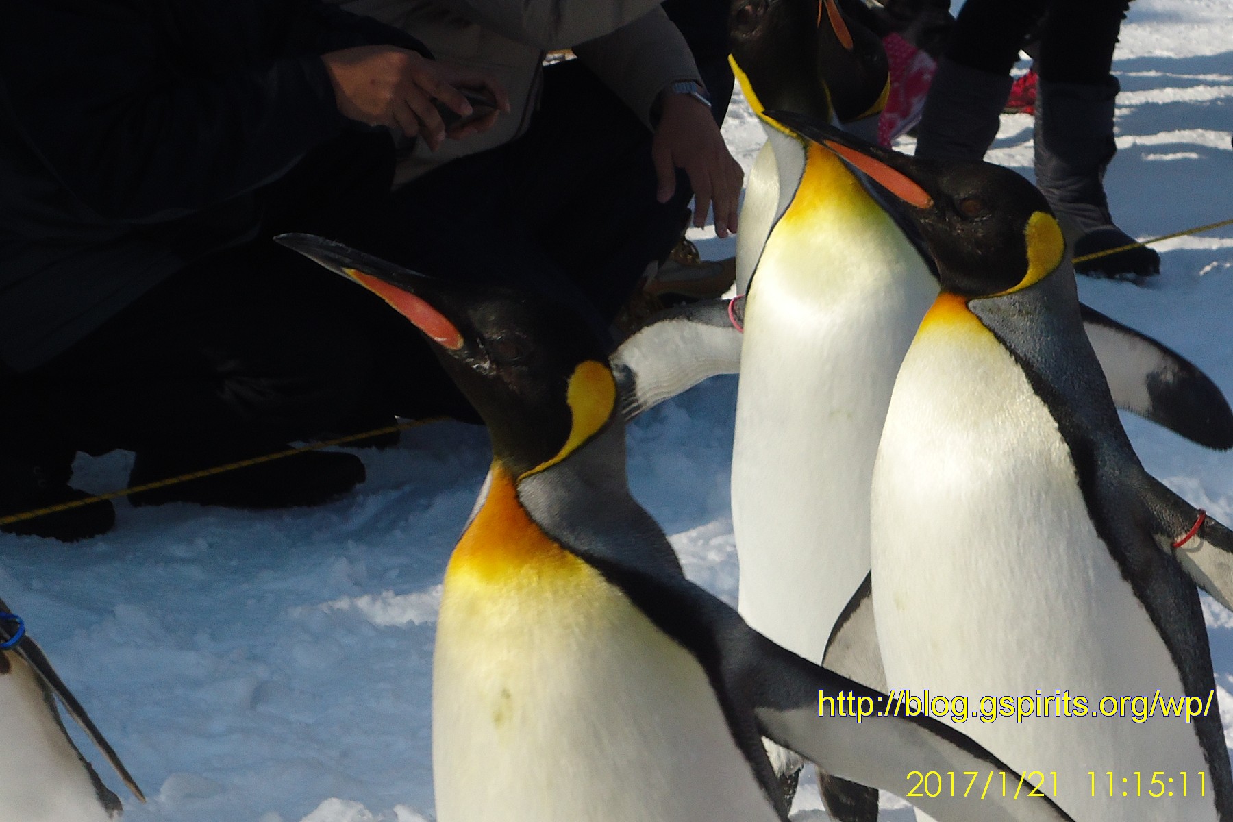 尼克斯海洋公園企鵝排隊逛大街